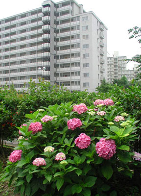 Ｄ棟菜園の南側。