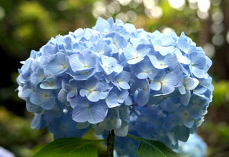 中心が白い紫陽花。