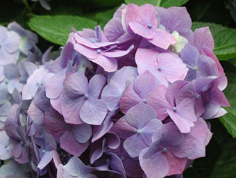 多色の紫陽花。