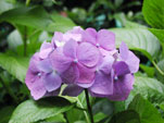 紫陽花