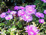 松葉菊