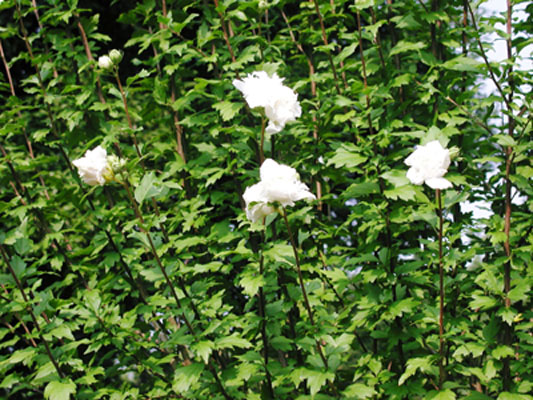 むくげの小径にて、八重の花