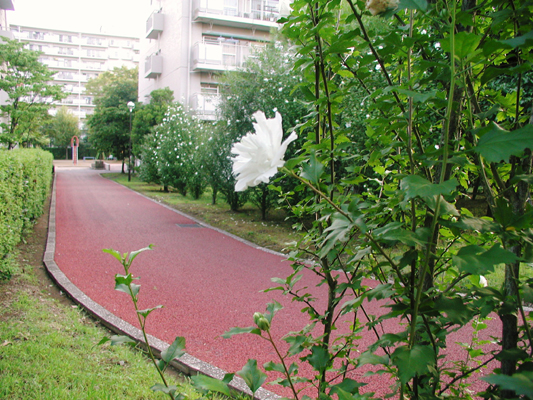 むくげの小径、満開なのがわかるかな？