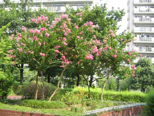 Ａ棟・Ｃ棟間の公園で、夏のシンボル