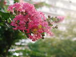 百日紅