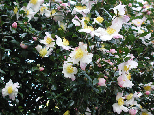 たくさんの花
