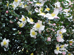 山茶花