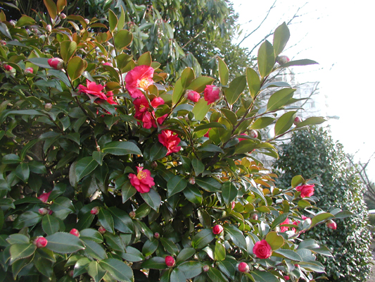 Ｄ棟菜園の山側にて