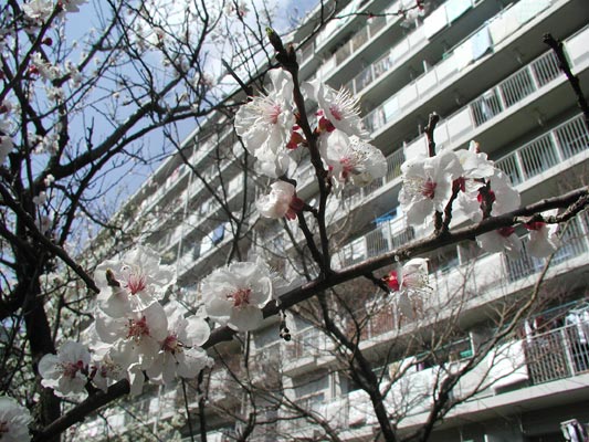 かわいいお花たち
