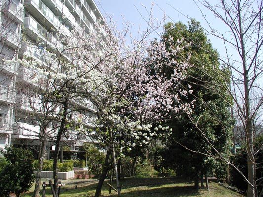 E棟の山側