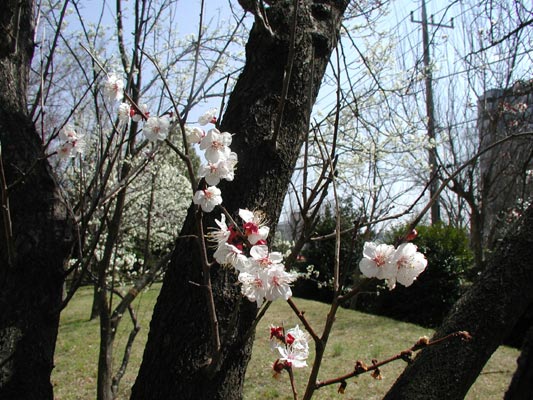 一見、梅のような枝ぶり