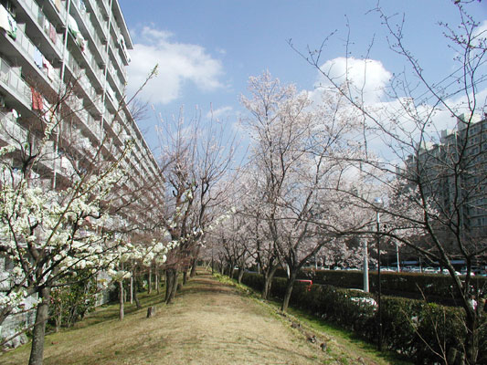 A、B棟側で花盛り！！