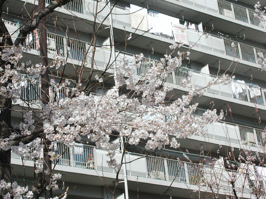 きれいな桜色です♪