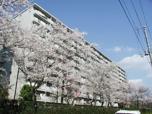 立派な桜並木！！