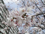 桜〔江戸彼岸〕