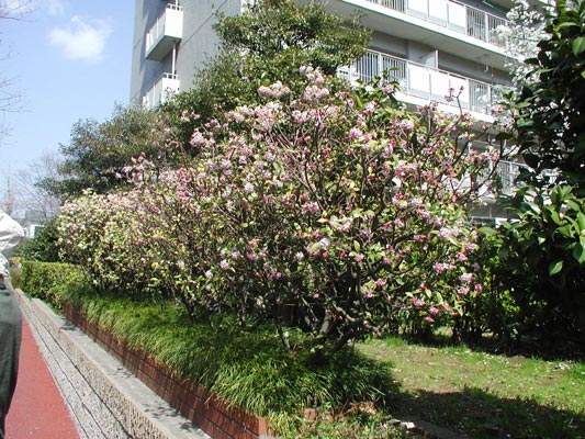 Ｅ、Ｆ棟間の花壇