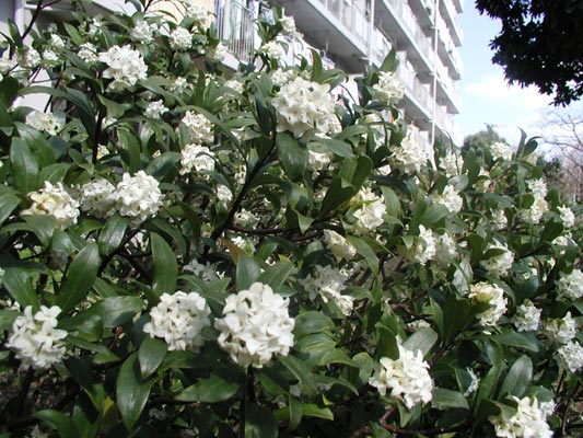 白い花はＡ棟山側の真ん中にあります★