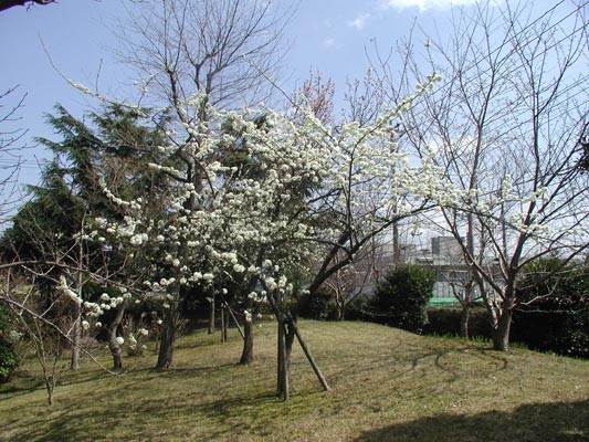 Ｅ棟の山側、見事に咲いています！！