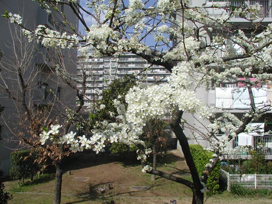 花がびっしり！！