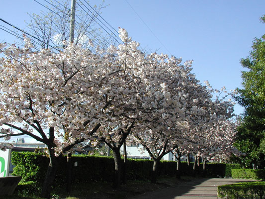西側を彩る桜並木♪