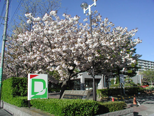 西パークの看板桜！