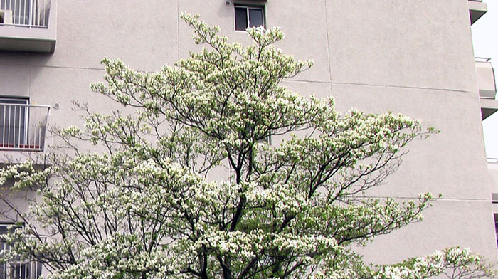 ☆満開のはなみずき☆