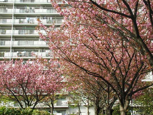 今度はD棟をバックに。