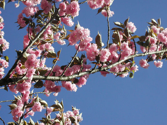 澄んだ青空と八重桜。