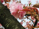 里桜〔関山〕