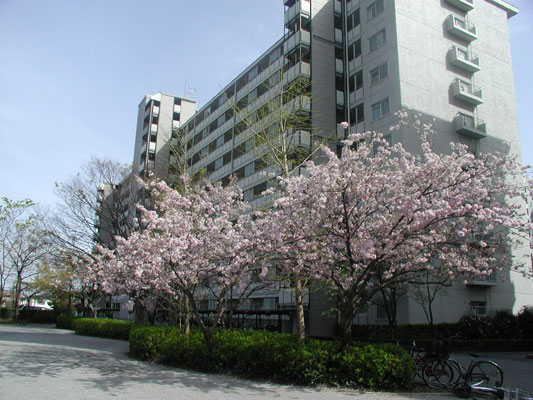 EF棟前の思川桜、少し色が違います☆