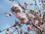 桜〔思川桜〕