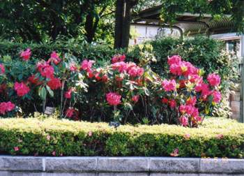２０００年の開花 Ｙ．Ｉ さん撮影(庭園愛好会)