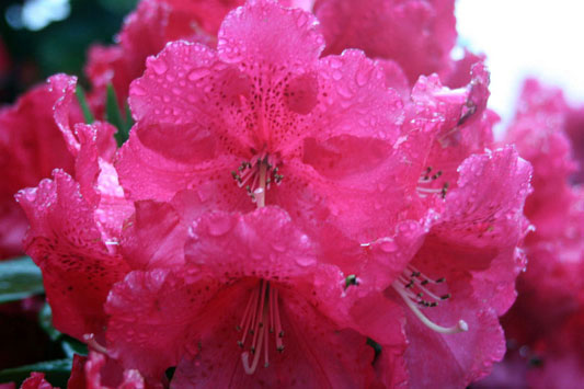 雨の雫がきれいです。（０６年５月８日　Ｎ．Ｔさん撮影）