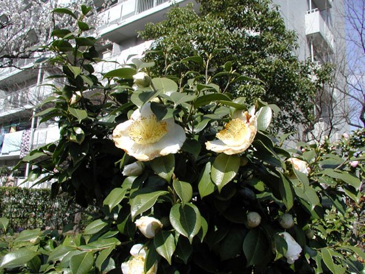 F棟の山側にて。椿のおばけサイズ！？（花の直径は１５センチ以上です）