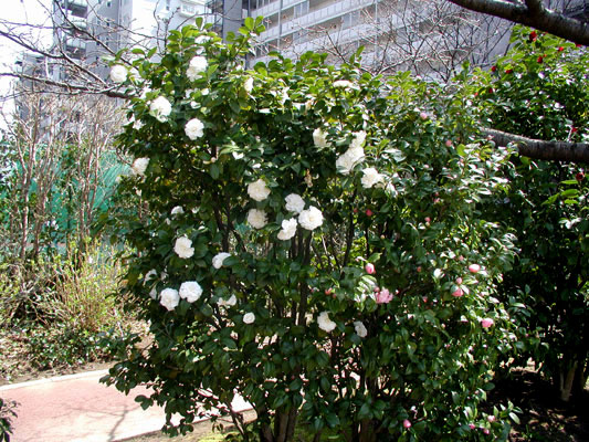 白い花がいっぱい♪管理センター広場、八重の椿♪