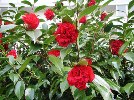 何枚もの特徴ある花びら、カメリアという飾りの名前もこの花からきていることがよくわかりますね♪