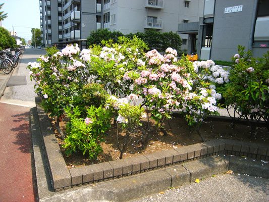 Ａ棟をバックに☆