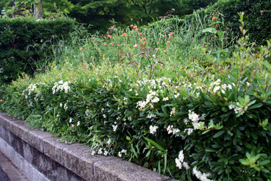 開花時期は短く見過ごしがちです☆