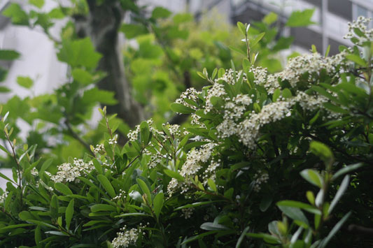 目立たないけれど、きれいな実をつけるための重要な役割を持ったお花たち。