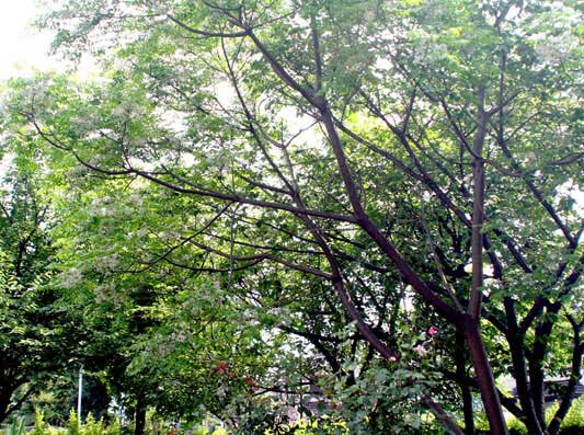 Ｂ棟横の菜園西側に大木があります！！