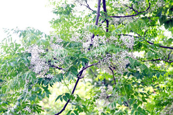 ”栴檀は双葉より芳し”とは、栴檀（白檀）は芽ばえたばかりですでに香気が高いように、優れた人物は幼いときから 他と違って人並み優れているという意。★他にもこの栴檀は、優れた者のたとえによく使われています。