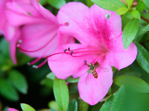 蜜蜂も花の匂いに誘われて・・