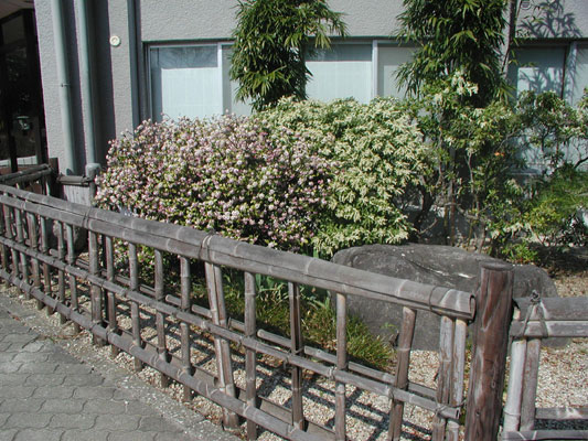 管理センターの入口横、沈丁花の隣に。