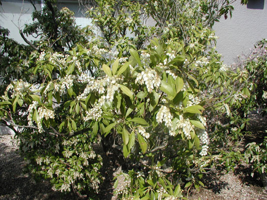 華やかではないですが、よく見ると素敵なお花です。